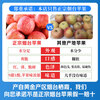Jingdida Yantai Qixia Red Fuji apple net weight 4.5 catties medium fruit 200g fresh fruit direct from the source with free shipping