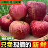 2025 Yunnan Zhaotong Chou Apple Rock Candy Heart Seasonal Fresh Fruit Gift Box Fresh Fruit Seasonal Full Box 10 Jin Fruits Fruit Diameter 70-75 About 30 Pieces