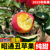2025 Authentic Yunnan Zhaotong Rock Candy Apple Fresh Fruit Apple Seasonal Crisp Sweet Fruit Origin Straight Hair 5 Jin Packed Large Fruit (80-90mm)