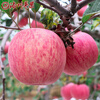 Luochuan apple Shaanxi Yan'an Red Fuji seasonal apple fruit gift box gift 40 pieces 80mm fruit diameter about 9.5kg 40 pieces 80