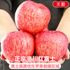 Jingdida Shaanxi Luochuan apple gift box fruit gift box high-end gift box net weight 6 pounds single fruit 190g + direct from source