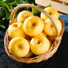 Jingdida Shandong Yantai Golden Venus Apple, net weight 5 pounds, large fruit, single fruit 75mm + direct shipping from the fruit source, free shipping