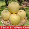 Dalian Cream Fuji Venus Apple Fresh Fruit Cream Yellow Fuji Rock Candy Heart Apple Freshly Picked Fruit Whole Box 10 Jin Net Weight 8 Jin 80-85mm