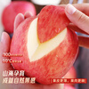 Jingdi Dalochuan Apple Red Fuji Apple Shaanxi Fruit New Year Gift Box 12 Extra Large Fruits 7 Jin 85mm + Straight from the Source