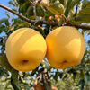 Jingdida Shandong Yantai Golden Venus Apple, net weight 5 pounds, large fruit, single fruit 75mm + direct shipping from the fruit source, free shipping