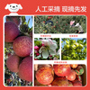 Jingmi Yunnan Zhaotong ugly apple, net weight 4.5 catties, single fruit 75mm+, Fuji apple rock candy heart straight from the source