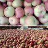 Fresh small Guoguang apple Northeastern authentic old tree Guoguang apple sour and sweet seasonal fruit for pregnant women 5 pounds of large fruit with box