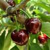 Yujingxian Chile imported cherries next day delivery JD/SF Express 5kg cherry fruit gift box as a gift 3kg (net weight) extra large fruit 2JJ grade single fruit 28-30mm
