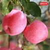 Jingdida Shandong Yantai Qixia Red Fuji Apple, net weight 4.5 catties, single fruit 180g+, free shipping directly from the source of the fruit