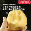 Jingdida Shandong Yantai Golden Venus Apple, net weight 5 pounds, large fruit, single fruit 75mm + direct shipping from the fruit source, free shipping