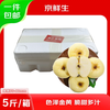 Beijing Fresh Shandong Cream Fuji Apple, net weight 5 pounds, single fruit 75-80mm, fresh fruit, direct shipping from the source, free shipping