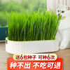 Crazy owner cat grass + 6 bags of wheat seed potted soilless hydroponic mint hair removal balls to help eliminate hair cat snacks for young cats