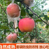 Fuji Apple Crisp and Sweet Shanxi Red Fuji Yuncheng Apple Linyi Fuji Film Bag Red Fuji Crisp, Sweet and Juicy (70mm+) With Box 1 Jin Net Weight 0.8