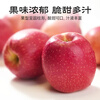 Western Region Meinong high-end daphne red apple picked after frost, crisp, sweet and juicy single fruit 150-174g gift box 12 pieces straight from the source