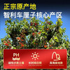 Huaxuan Rainier Golden Cherries 4J grade, next-day delivery to multiple places, large cherry New Year fruit gift box items 3 catties (net weight) Shangchao Fruit 2J grade 28-30mm selection
