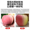 Aksu Apple Xinjiang Aksu Rock Candy Heart Apple Fresh Fruit Crisp and Sweet Red Fuji Recommended for Gifting 10 Jin in Box Single Fruit 75-85mm Net Weight 8.5 Jin