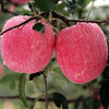 Longyuan Red SF Home Jingning Apple Gansu Red Fuji Fruit Apple High-end Gift Box Directly from Source Free Shipping 12 Pieces 85 High-end Gift Box