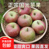 Fresh small Guoguang apple Northeastern authentic old tree Guoguang apple sour and sweet seasonal fruit for pregnant women 5 pounds of large fruit with box