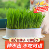 Crazy owner cat grass + 6 bags of wheat seed potted soilless hydroponic mint hair removal balls to help eliminate hair cat snacks for young cats