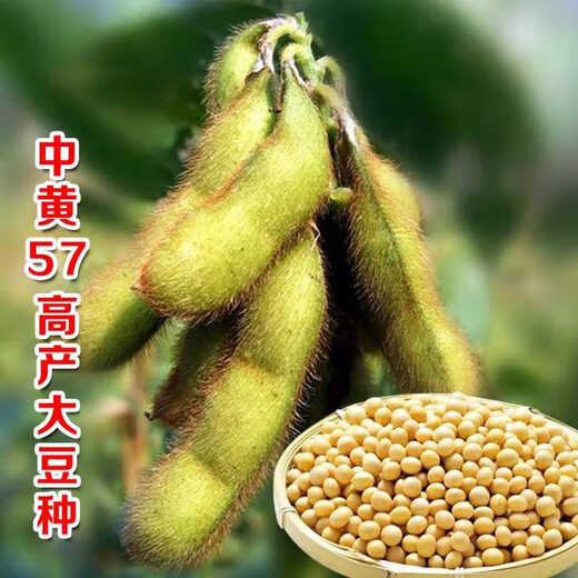 Wangyuanxing 57 soybean seeds soybean seeds high-yielding soybean seeds large disease-resistant domestic soybean seed base 20Jin Jin equal to 0.5kg original National Approval Zhongyang 57