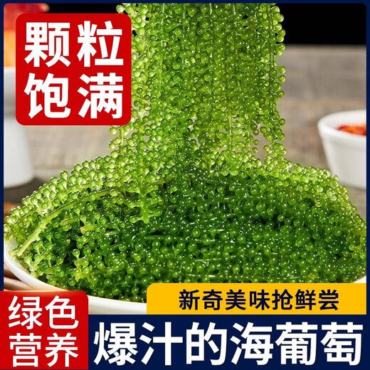 盐渍海葡萄泡发食用 儿童海藻菜海洋蔬菜海草 海葡萄100g*3袋【送芥末酱油】