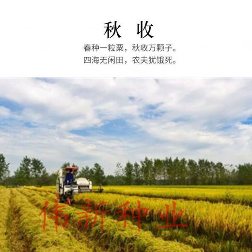 Authentic and delicious rice seeds, upland rice seeds, upland rice seeds, fragrant rice, upland rice seeds, glutinous rice seeds, national approved direct-seeded upland rice seeds, dry land large fields, bulk name, simple packaging, 1 Jin Jin equals 0.5 kilograms, 500 grams