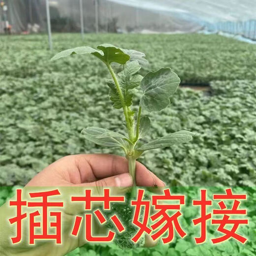 8424 Authentic Grafted Seedlings with Soil and Seedless Midu Kirin Early Mature Seedlings Watermelon Seedlings Stone Melon Watermelon Seedlings Buy 8+2 Real Hair 10 Trees + Fertilizer
