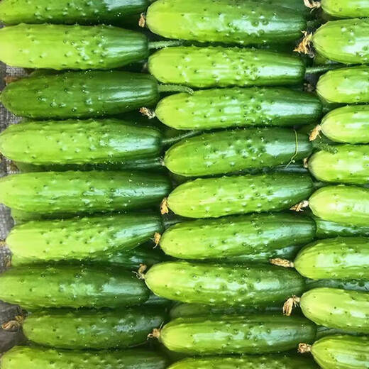 Tangshan Autumn Melon Seeds Fruit Cucumber Flower Melon Balcony Potted Plants for Four Seasons Field Use High-yielding Cucumber Vegetable Seeds Tangshan Autumn Melon Seeds Selection Two Packs About 100