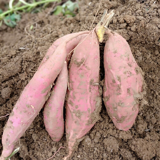 Jingdida Shandong Authentic Tobacco Potato No. 25 Oil Baked Potato Net Content 9Jin Jin is equal to 0.5kg Medium Fruit Single Fruit 250g + Straight from the Source