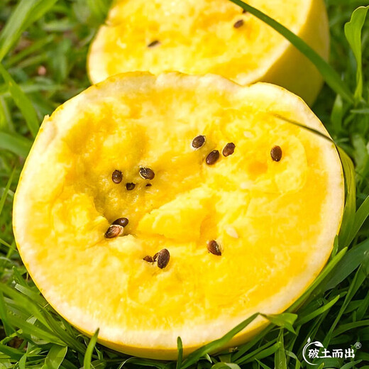 Dayu Lazy Man Watermelon Seed Seedlings Extra Large Suitable for Early Maturing Lazy Man in the South 8424 Kirin Melon Meidu Seedless Fruits and Vegetables Ansheng Golden Beauty Yellow Watermelon Seeds 100 capsules 2 bags