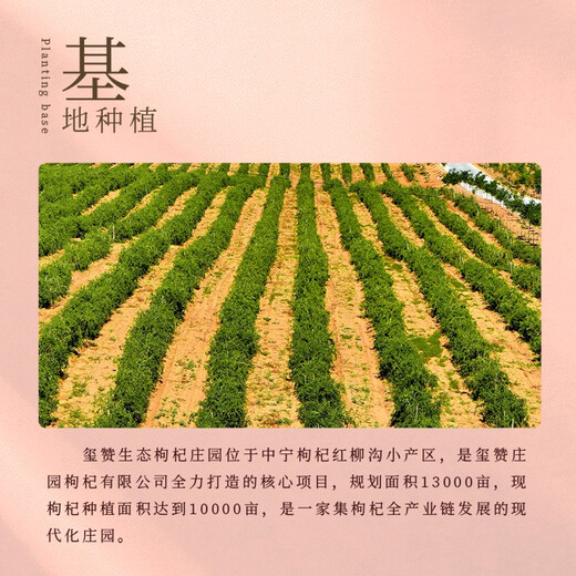 玺赞中宁枸杞 宁夏头茬新货大果 营养红苟杞补品 特优250g*2罐