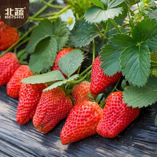 Beishu red strawberry seeds seedlings four seasons potted balcony indoor courtyard fruit seeds cream strawberry seeds 1000 capsules