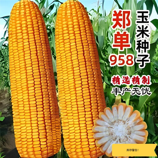 Suiyiman Zhengdan 958 corn seed high yield short stem lodging resistant corn seed big stick Sichuan Shandong good corn Zhengdan 958 four Jin Jin is equal to 0.5 kg / one bag