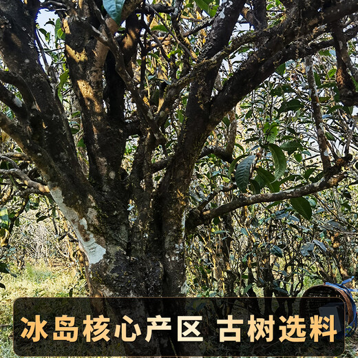 滇聘号冰岛普洱茶熟茶十年以上宫廷熟普云南七子饼古树茶叶礼盒送礼357g