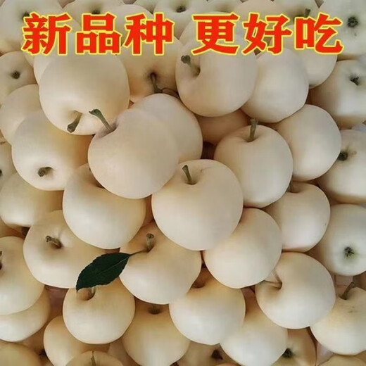 Cream Fuji apple saplings, extra large cold-resistant new varieties, potted ground planting, north and south planting, grafted apple saplings, one eight-year-old seedling