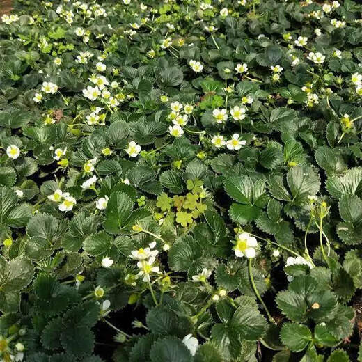 Xinning (shoot 2 shots 3) strawberry seeds white strawberry potted balcony courtyard outdoor fruit and vegetable seeds four seasons sowing upgraded gardening three-piece set