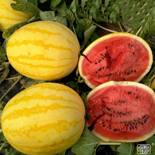 Dayu yellow skin and red flesh watermelon seeds seedlings extra large watermelon with yellow heart and yellow flesh, extra sweet and early maturing fruit seeds suitable for the south Jinlinglong watermelon seeds 20 pieces yellow skin and red flesh
