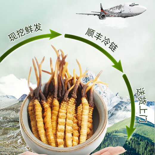 [Tíbet Cabello liso] Auténtico primero Cordyceps frescos 2025 Cordyceps frescos de alta altitud seleccionados SF Cold Chain 0.6-0.7G/Root 100 Roots