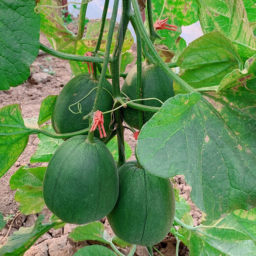 Zhongke Maohua Fruit Seed Green Melon Seed Emerald South Korea Emerald Jade Green Skin Green Flesh Melon Seed South Korea Emerald 600 capsules/bag anti-crack type dark green skin