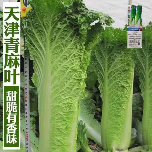 
Tianjin Daqingheat Green Leaf Cabbage Seeds, Autumn vegetables with high yield and disease resistance, Chinese cabbage seeds, high tubes, old cabbage, new seeds, Tianjin Qingheat Leaf Seeds [Recommended] Selected 10 packs, about 15,888 pills