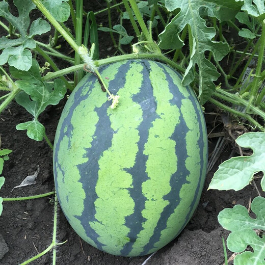 Zhongke Maohua Fruit and Vegetable Seeds Unparalleled Sweet King Watermelon Seeds High Round Big Red Flesh Watermelon Seeds Planted in Myanmar Base Unrivaled Sweet King 50g/box About 800 capsules