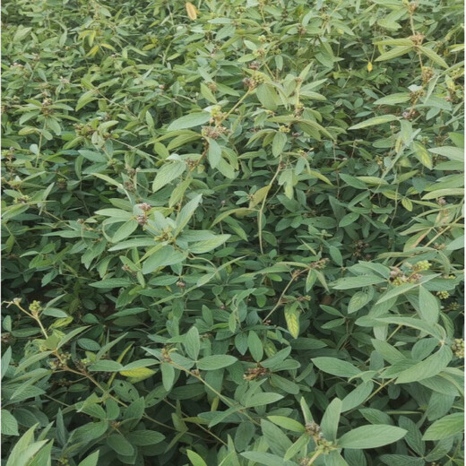 Thousands of Jin Jin is equal to 0.5 kg. Pulled seeds small leaf red skin Chinese herbal medicine Diao Ma Zhuang seeds Chinese herbal wild one-root seedlings drilled into the ground wind saplings. Thousands of Jin Jin is equal to 0.5 kg. Pulled seeds are 0.3 Jin Jin is equal to 0.5 kg. Does not include pots.