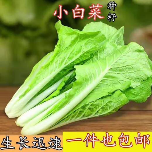 Early maturing creamy cabbage seeds. Vegetable seeds for sowing in all seasons in spring, summer and autumn. Vegetables grown in balcony fields. Planted at 15 degrees for all seasons. Creamy cabbage seeds. Selected 5 packs of about 5555 seeds.