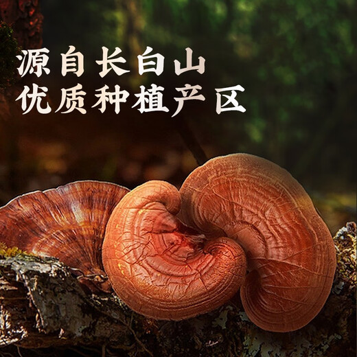 
Lei Yun Shang Breaking Wall Ganoderma Lucidum Spore Powder Changbaishan Red Ganoderma Lucidum Powder Enhances Immunity Health Supplements for Adults and Middle-aged and Elderly [Massage Package] Spore Powder Gift Box 50g*2 Box