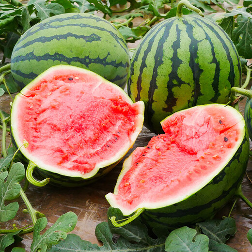 Shouhe watermelon seed seedlings Kirin 8424 thin-skinned large melon super sweet fruit seeds Weifeng Crunchy 8424 seeds 40 capsules