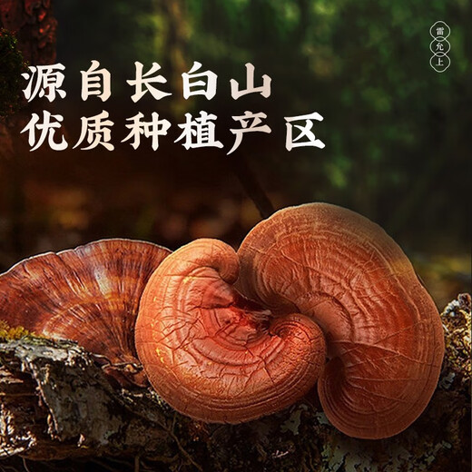 雷允上【官方】破壁灵芝孢子粉4g 吉林长白山灵芝袍子粉 增强免疫力