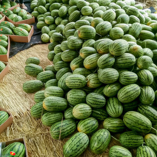 Shouhe fruit seeds early spring ruby gift watermelon 2k small watermelon thin skin sweet spring planting balcony potted spring and autumn early spring ruby watermelon seeds 60 capsules/70% of the candidates