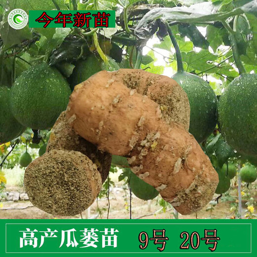 Kludong 24 Tianzhu Mountain new seedlings Trichosanthes melon seedlings No. 9 seedlings No. 20 seedlings Trichosanthes melon seedlings Chinese medicinal materials hanging melon seed seedlings Gualou seedlings No. 9 female seedlings/10 plants + 1 male seedlings