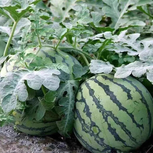 Syngenta super sweet gift watermelon seeds MiTong watermelon seeds super crack-resistant seedless watermelon seeds MoTong watermelon seeds 200 original