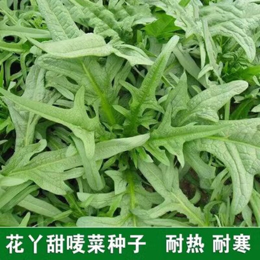 Flower sprouts, sweet wheat seeds, mosaic and leaves, bitter wheat seeds, sweet and crisp taste, high yield, four-season farm vegetable garden vegetable seeds, bitter wheat seeds (about 700 pieces) 1 pack